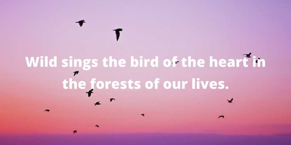 Quotes by Mary Oliver