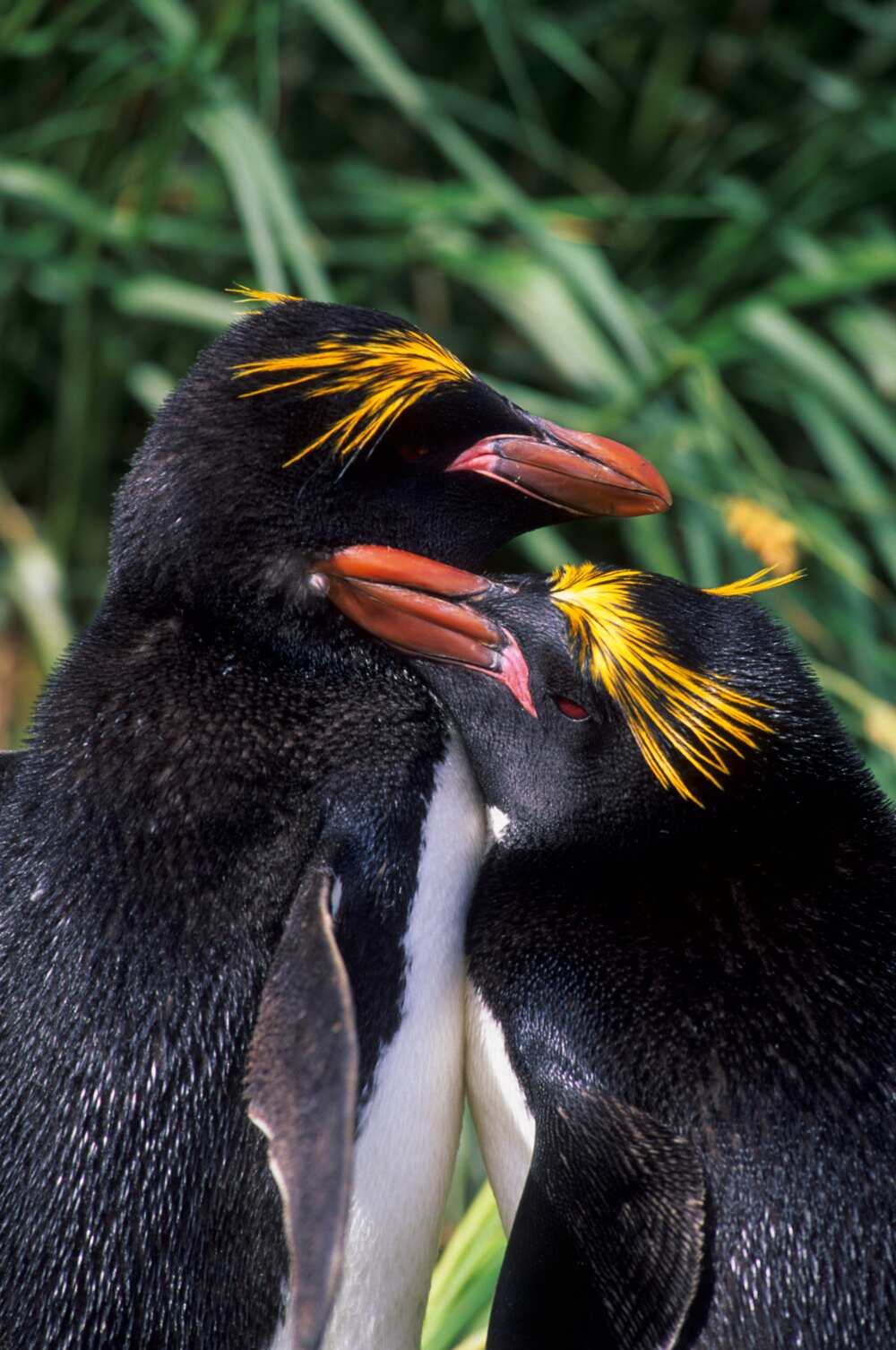what animals mate for life what animals mate for life
