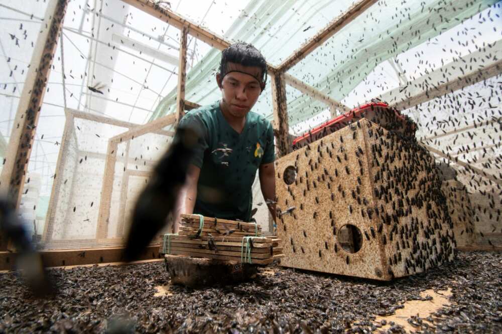 A employee collects dusky soldier hotfoot (Hermetia illucens) larvae on the production plant in Guapiles, Costa Rica A employee collects dusky soldier hotfoot (Hermetia illucens) larvae on the production plant in Guapiles, Costa Rica