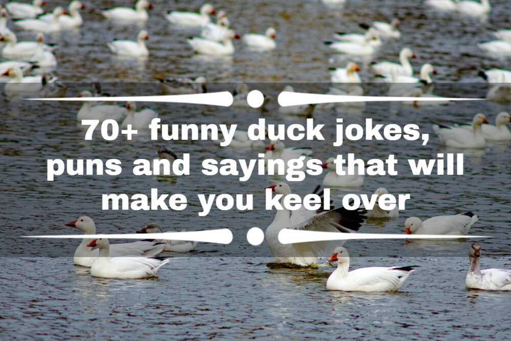 Jokes about ducks
