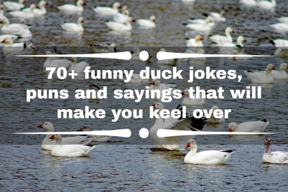 70+ funny duck jokes, puns and sayings that will make you keel over ...