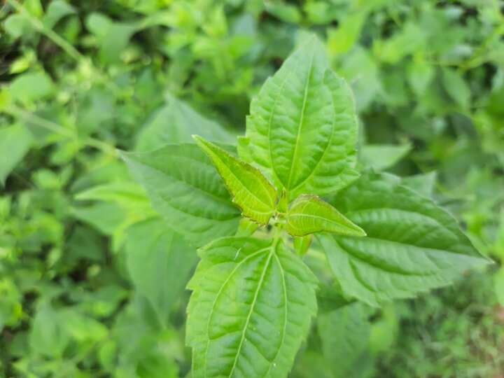 Common weeds and their scientific names with pictures in Nigeria - Legit.ng