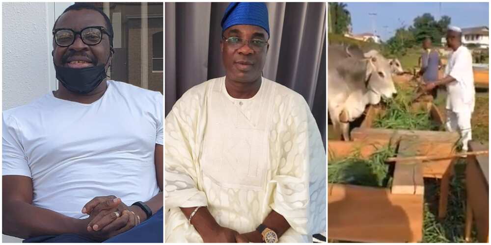 Herdsmen: Ali Baba shares video showing how fuji star Wasiu Ayinde rears cattle in Ogun