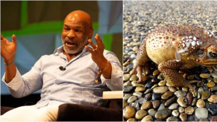 Mike Tyson Gives Interesting Narration of How Toad Venom Changed His Life