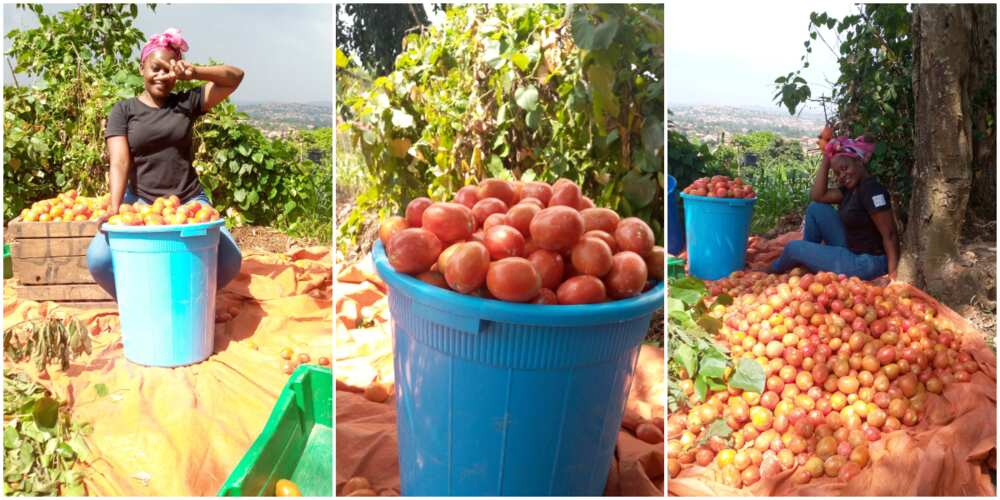 Pretty lady shows off the big and shiny tomatoes she harvested from her farm, says it took her 4 months