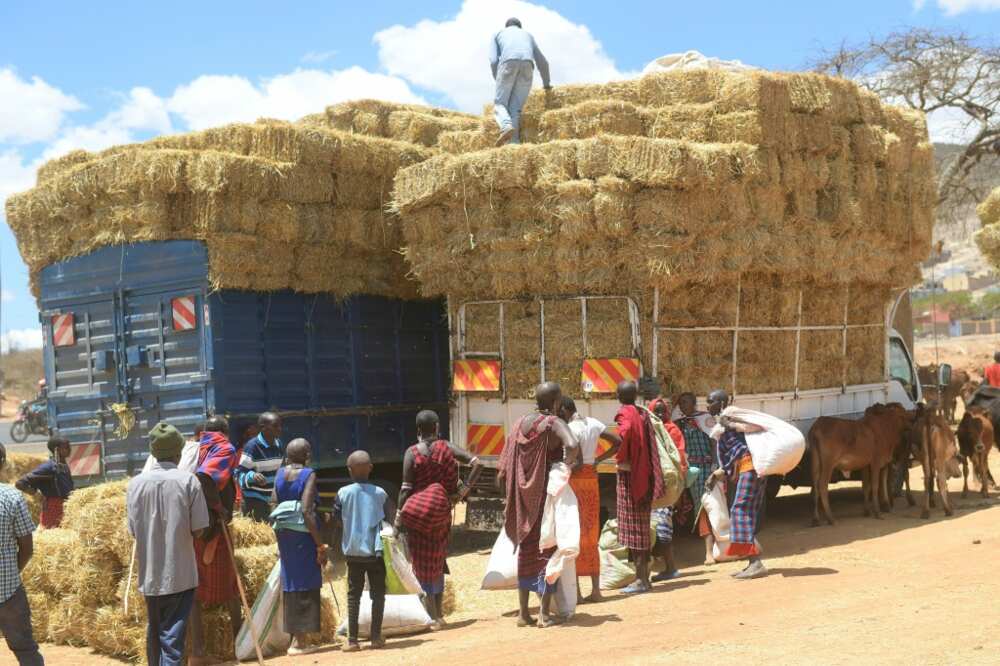 Maasai women affected by a worsening drought buy barley straw for their animals at a livestock market in Kenya