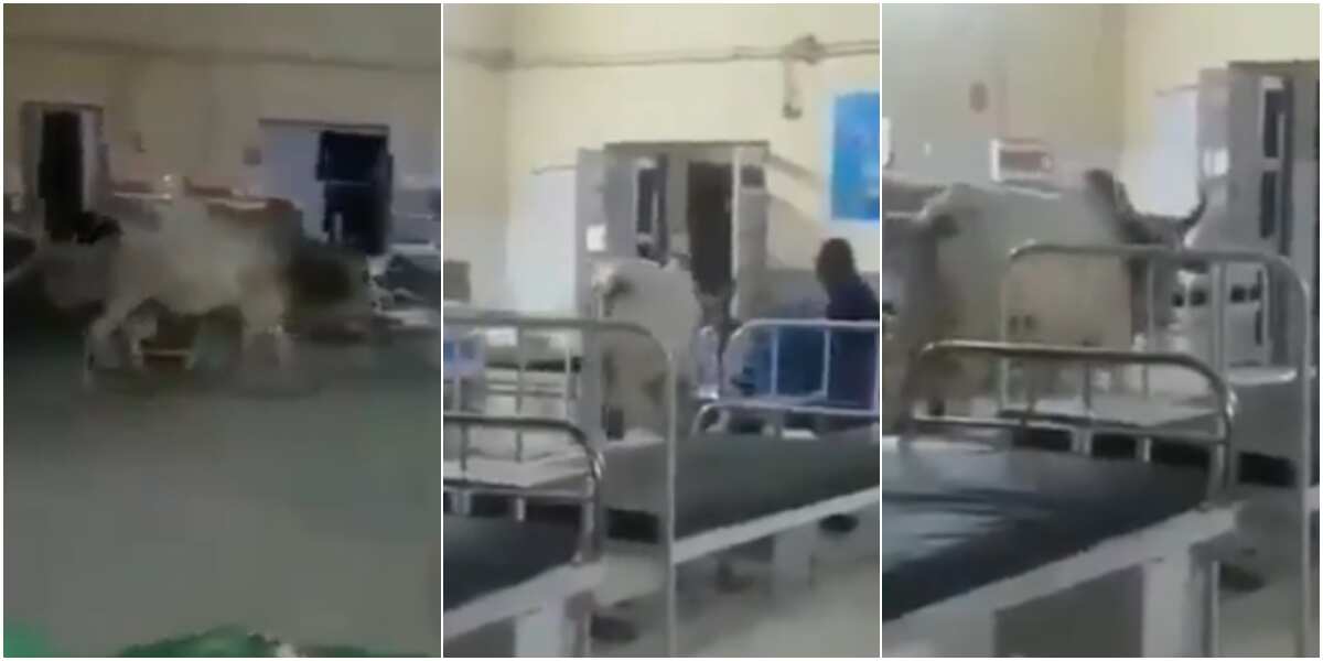 It's performing ward round: Massive reactions as cow walks majestically into hospital ward, video causes stir