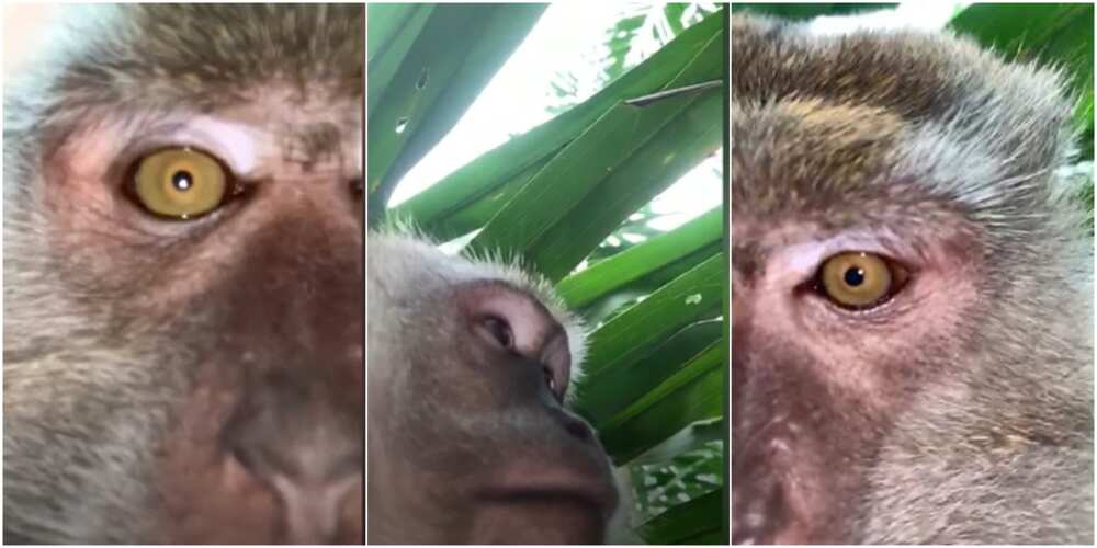 Monkey steals phone inside man's apartment, takes selfies and video with device