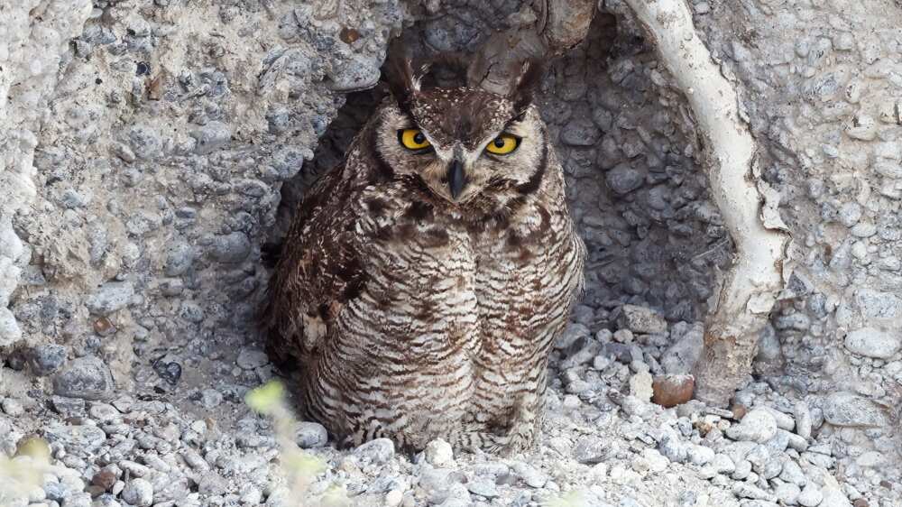 Magellanic horned owl