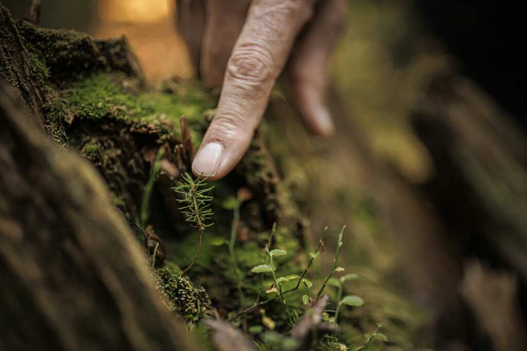 Climate's toll on trees threatens the sound of music