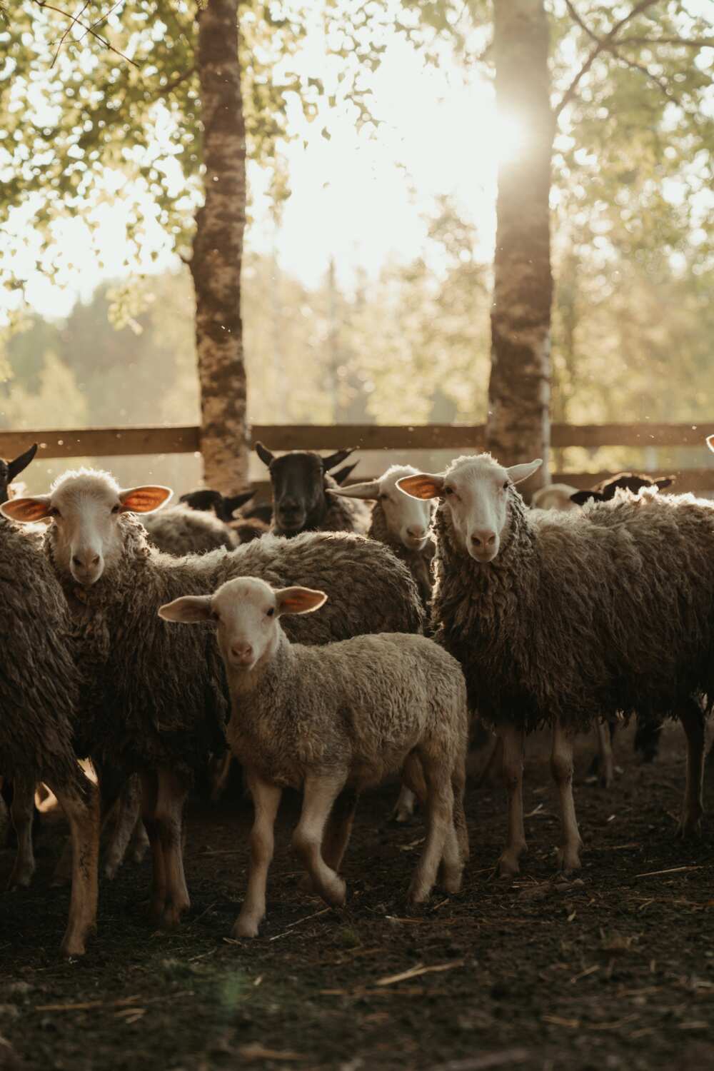 pastoral farming pastoral farming