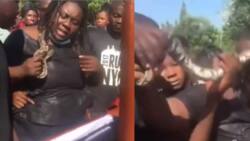 Angry woman puts snake in late husband's casket to deal with killers, many react to video