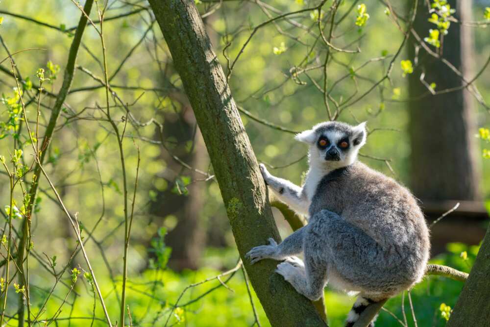 les animaux les plus beaux du monde