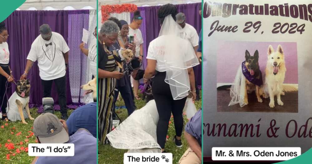 Two dogs wed in colourful church wedding