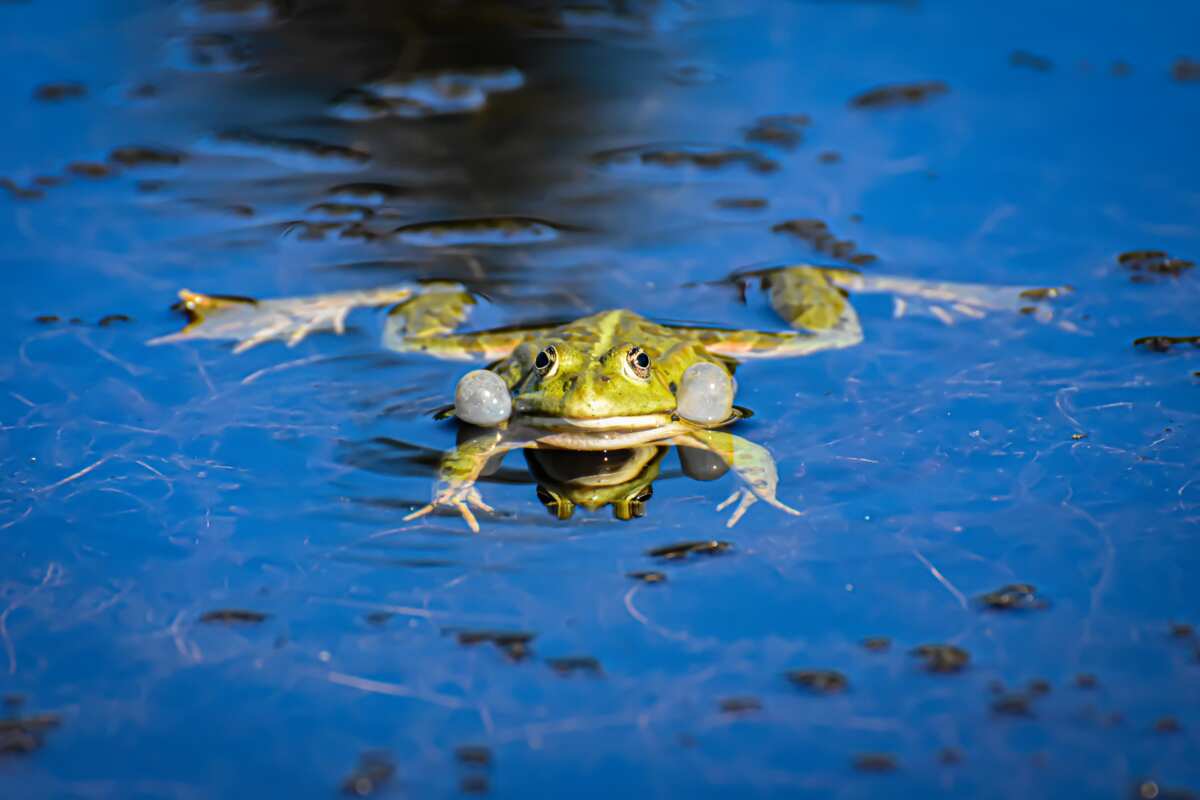100 great toad and frog names for your small amphibian friend