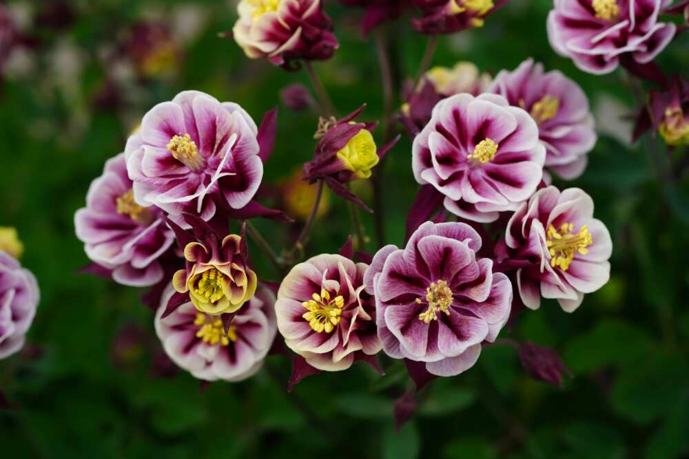 A close up photo of Columbine flowers