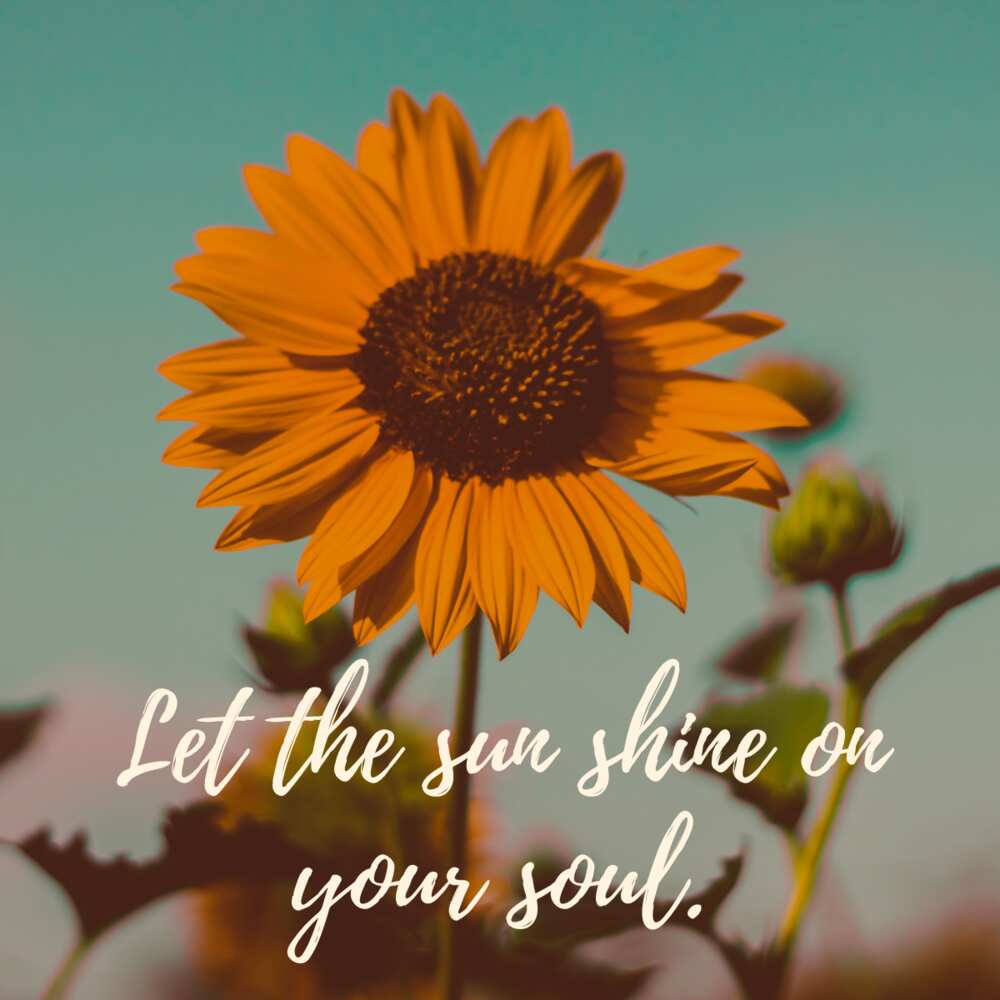 sunshine quote