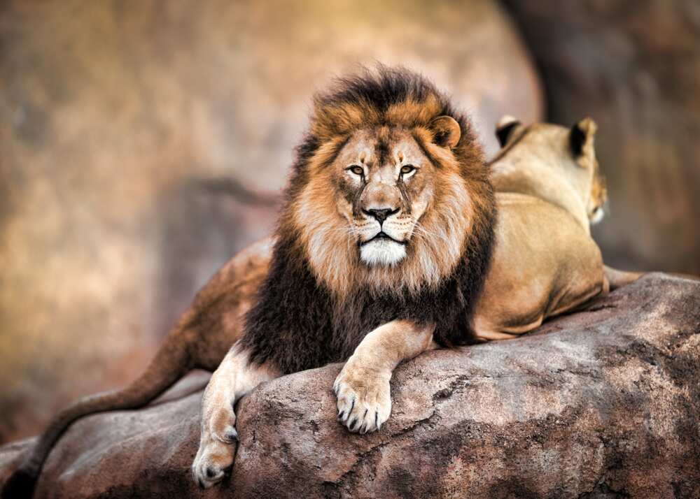 le plus bel animal du monde le plus bel animal du monde