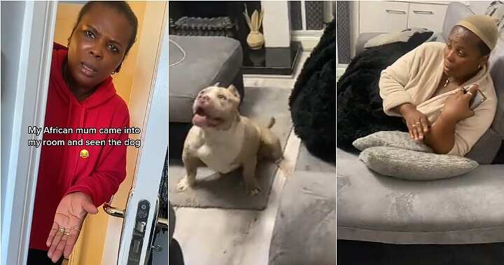 African mum scared of dog, not clean