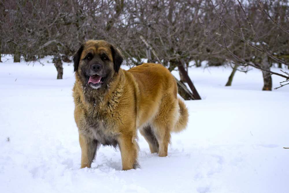 Leonberger dog