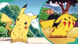 The Pikachu tail confusion: has the tip of it ever been black?