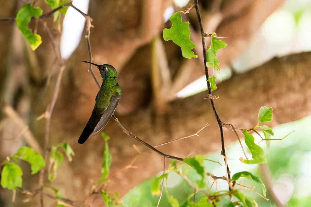 Colibri Abeille