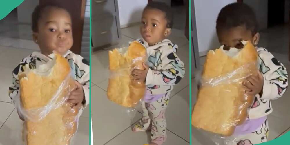 Baby secures big loaf of bread for herself.