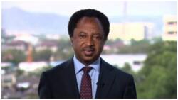 What Supporters of 2 APC Presidential Aspirants Did to Each Other When They Met on a Flight, Shehu Sani