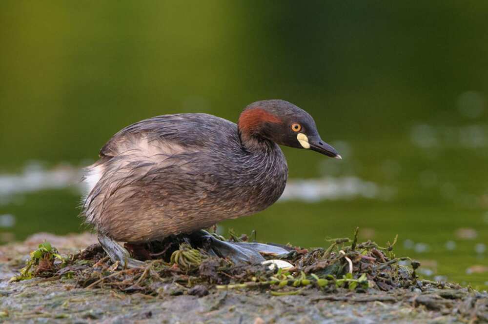 Little Grebe