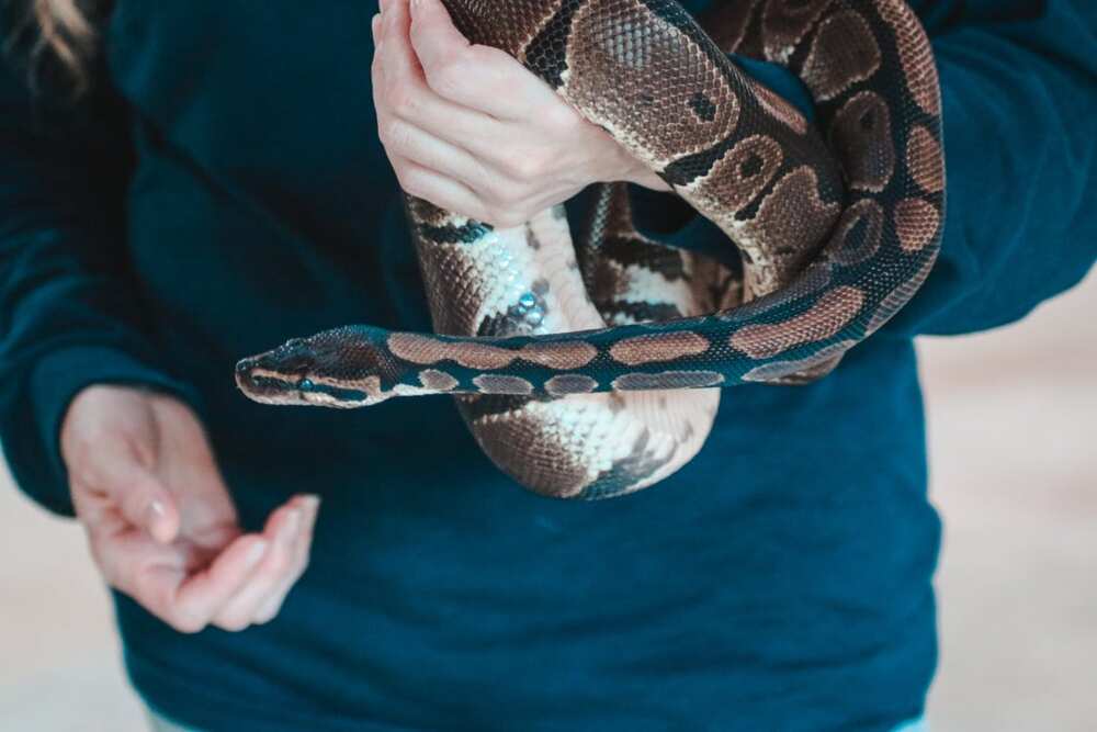 cool snake names cool snake names