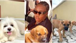 Teni to get the US citizenship for her 4 dogs after many showed interest in nanny job to take care of them