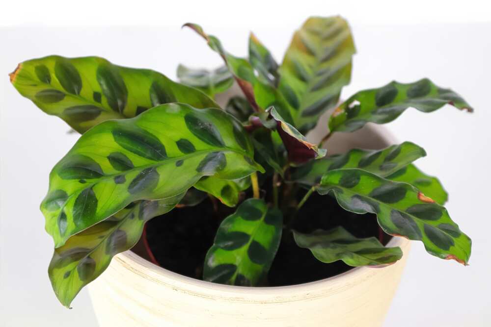 outdoor potted plants that don’t need sunlight outdoor potted plants that don’t need sunlight