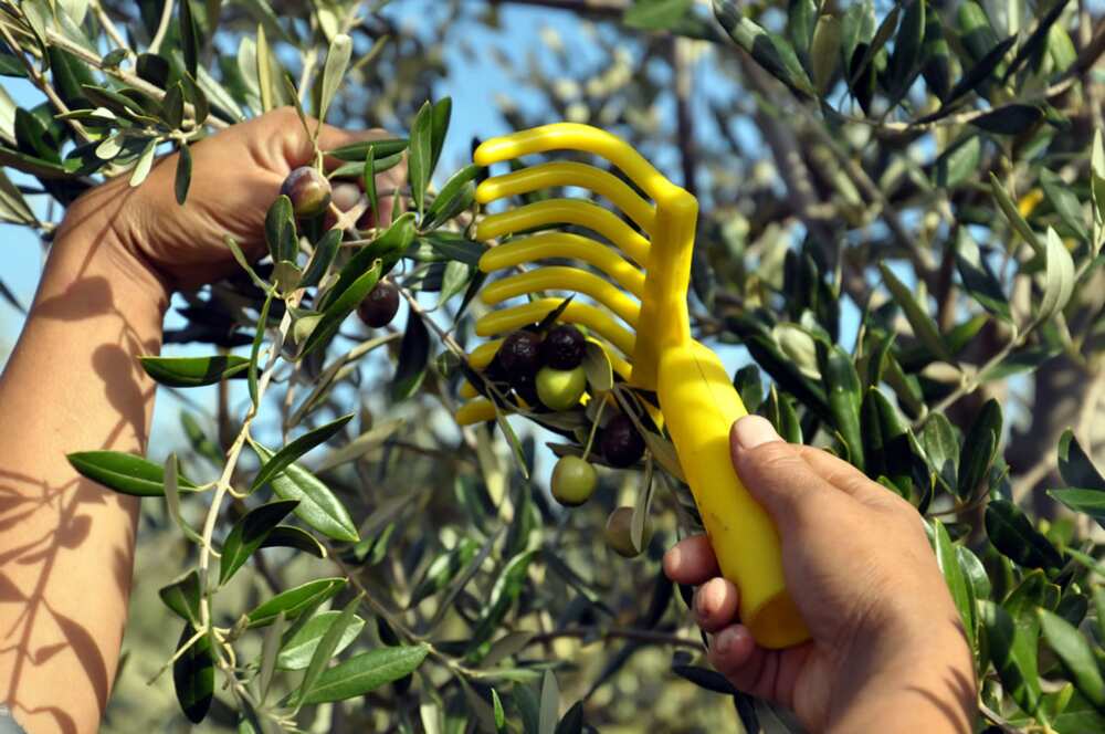 Olive harvest