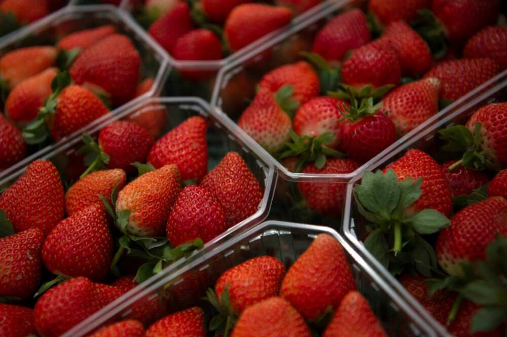 Figures show that Huelva produces an annual 300,000 tonnes of strawberries, accounting for more than 90 percent of Spain's total production, with the industry generating 100,000 direct jobs