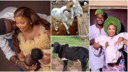 "You deserve it": Femi Adebayo, Ijebu, others donate cows, ram, drinks for Adeniyi Johnson's twins' party
