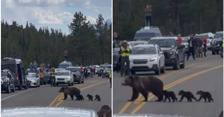 Mama Bear Crossing Road With Cubs