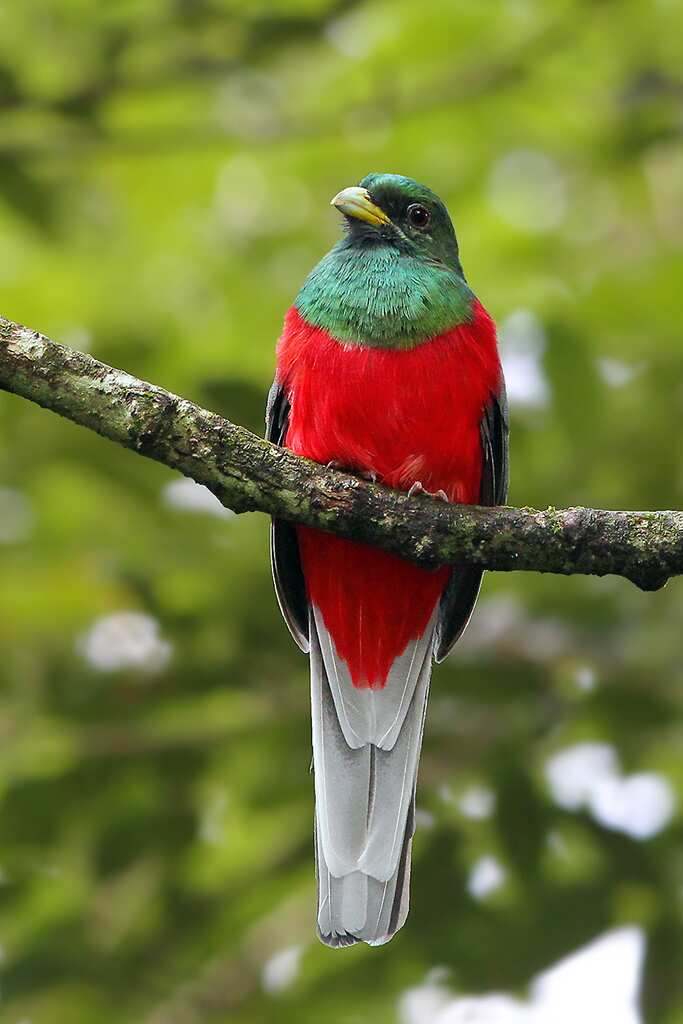 Narina Trogon