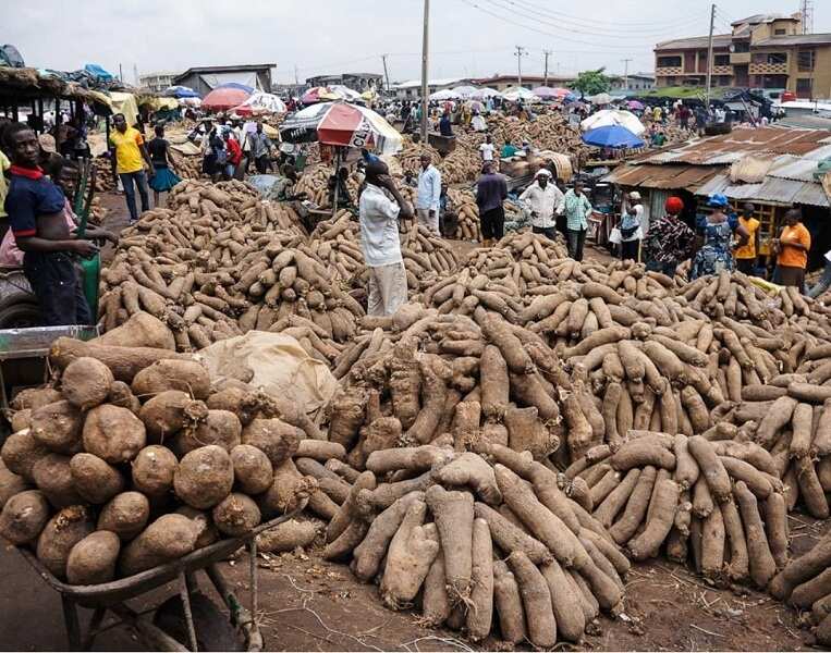 Tips on how to invest in agriculture in Nigeria