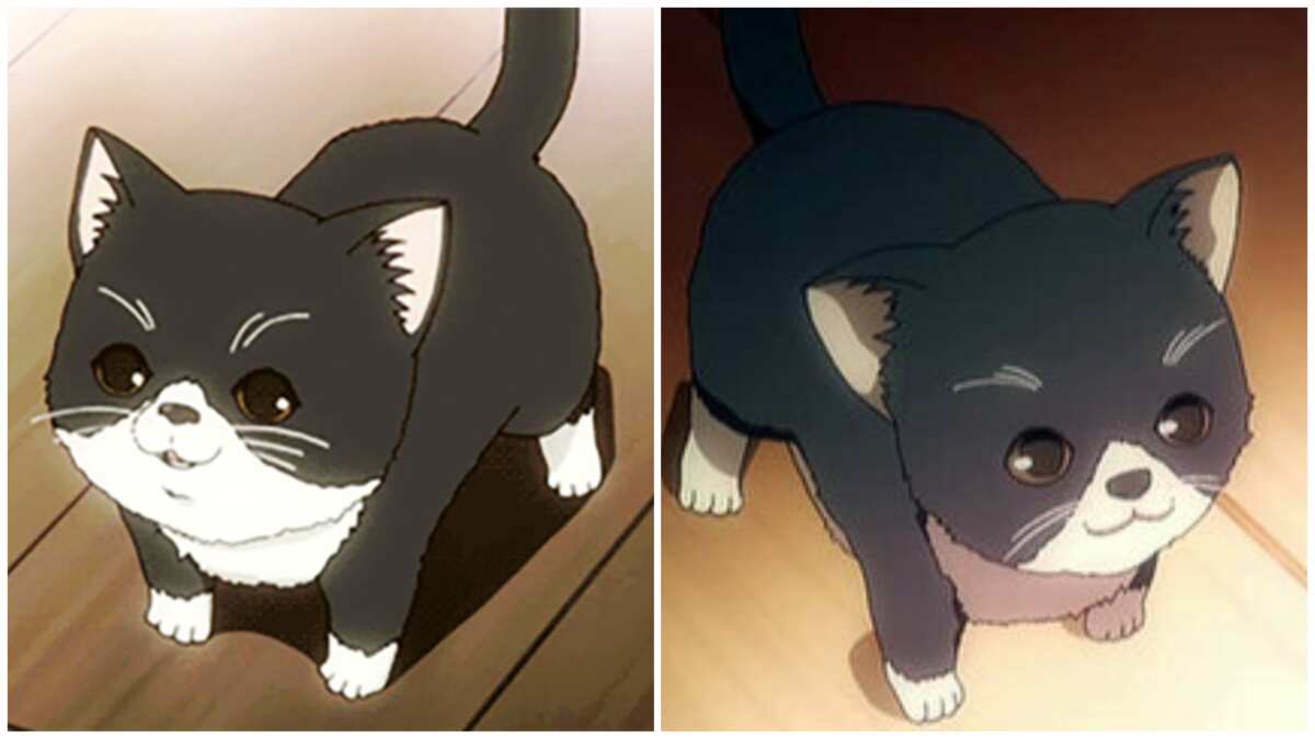 Anime cat (II) - AI Generated Artwork - NightCafe Creator