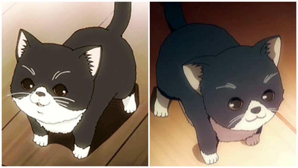 33 cutest anime cats: most popular kitties from films and shows 