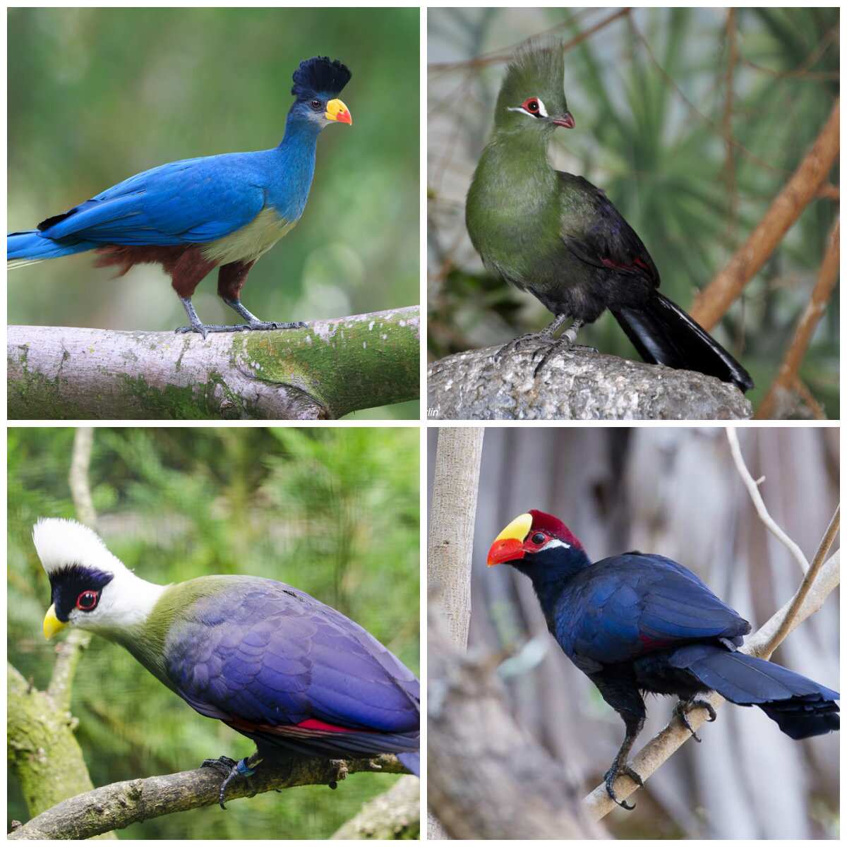 different-types-of-birds-in-nigeria-legit-ng