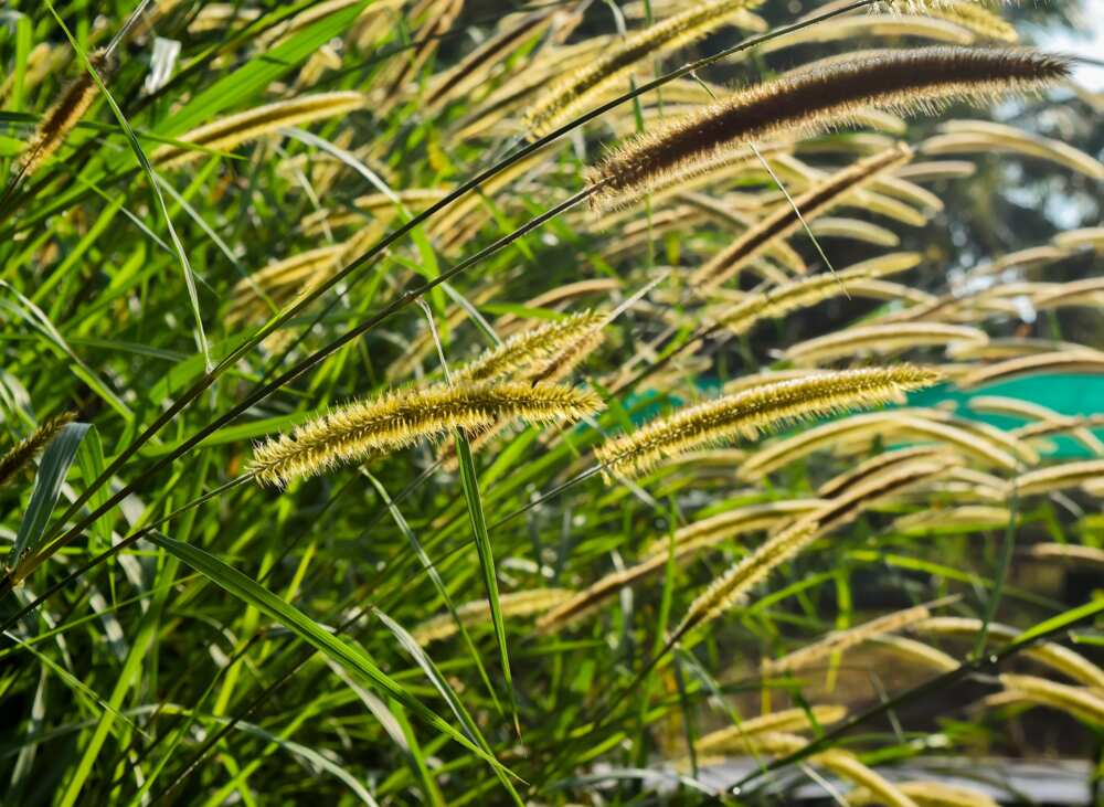 weeds and their botanical names with pictures in nigeria weeds and their botanical names with pictures in nigeria