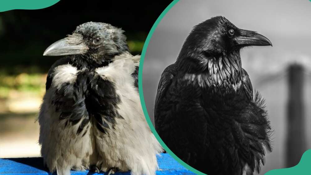 A raven resting on a blue textile surface (L). Crow bird looking away (R)