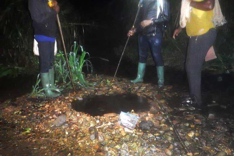 World’s largest frog can be found in Cameroon and Equatorial Guinea