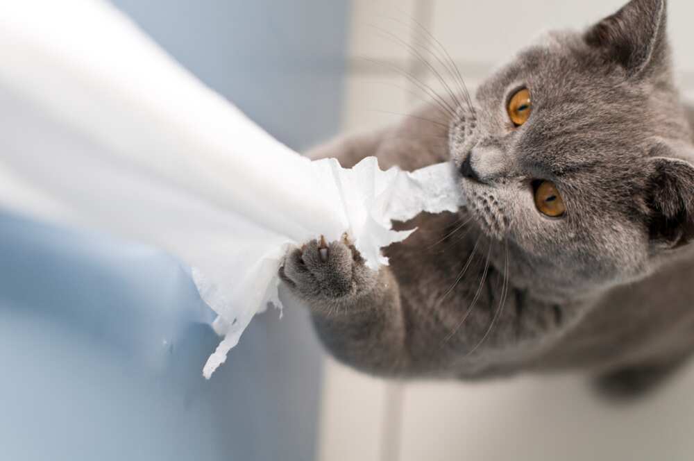 Les chats aiment jouer et explorer Les chats aiment jouer et explorer