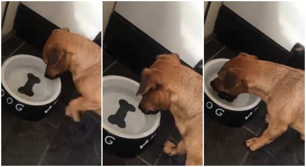 Hungry dog tries hard to take bone from bowl but it's just a picture.
