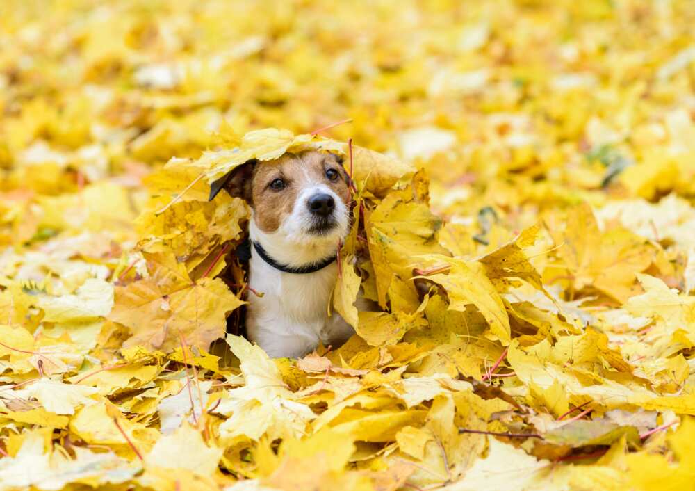 chien enfoui sous des feuilles