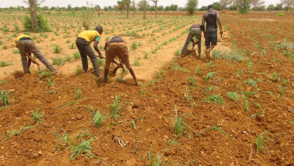 CBN anchor borrowers programme