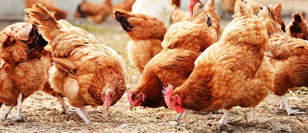 Poultry farming in Nigeria