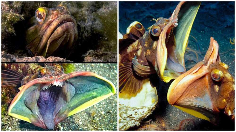 Creepiest animals Creepiest animals